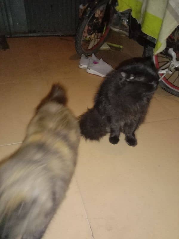 Persian cat pairs for sale 8