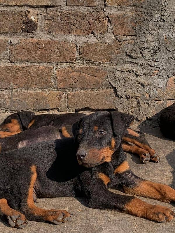 Doberman Pups / Doberman Dog / Doberman Male / Female 2