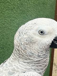 African grey parrot