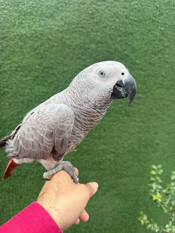 African grey parrot 1