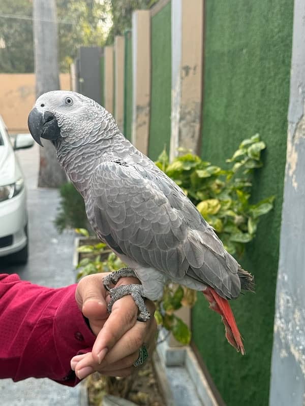 African grey parrot 2