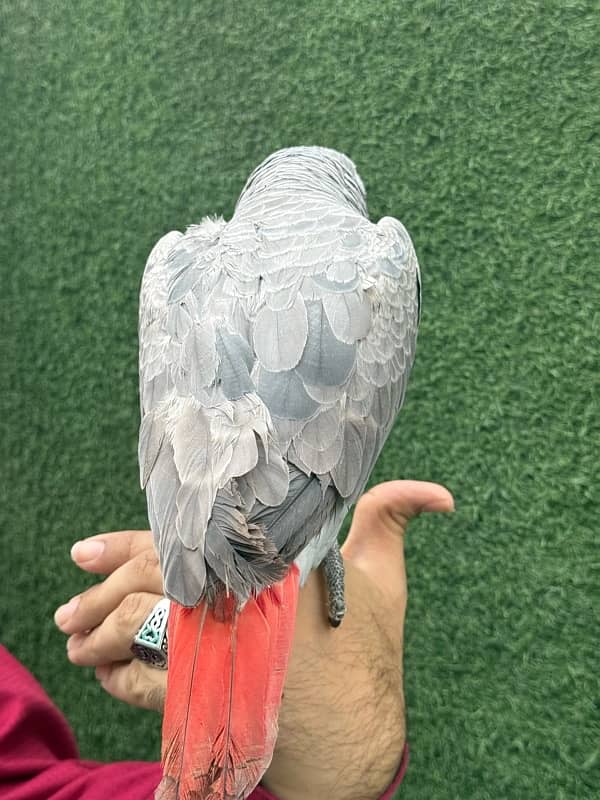 African grey parrot 3