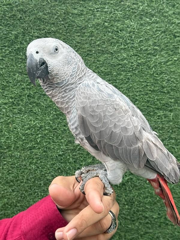 African grey parrot 4