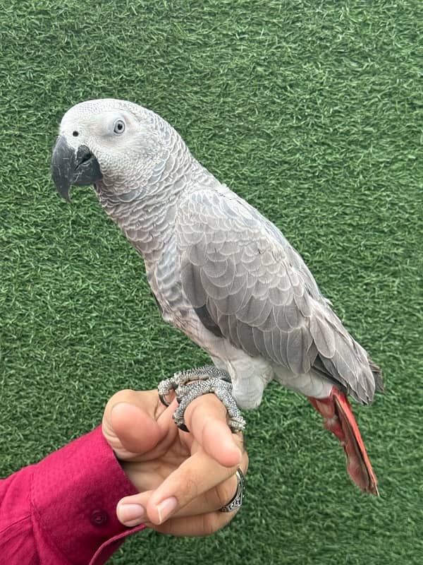 African grey parrot 5