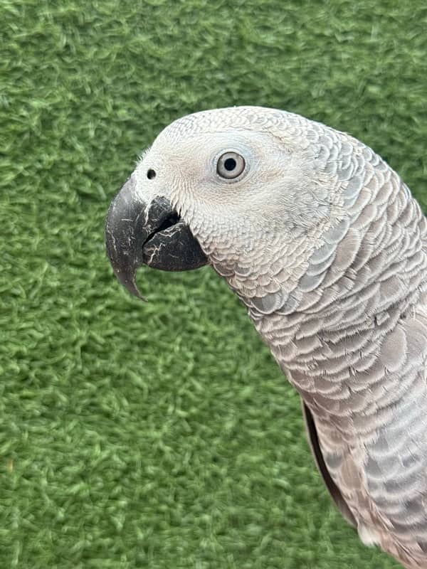 African grey parrot 6