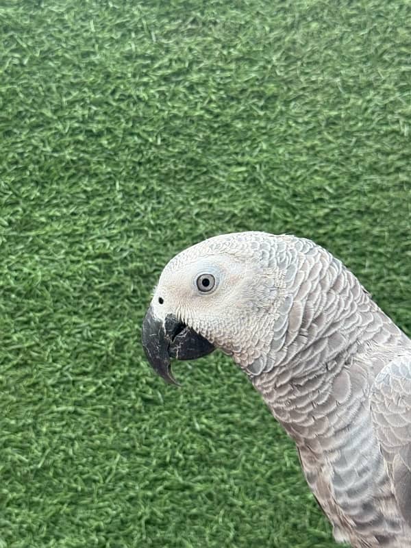 African grey parrot 7