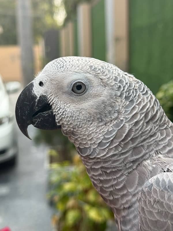 African grey parrot 8