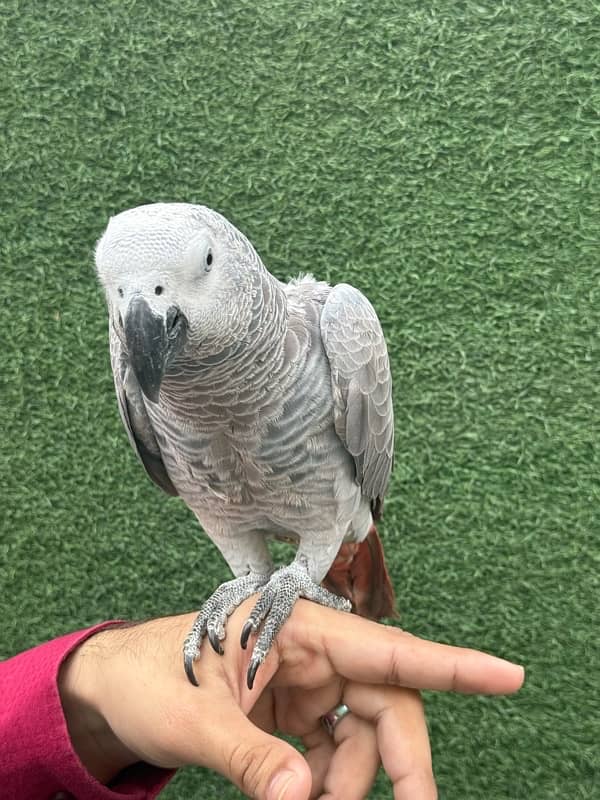 African grey parrot 9