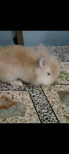 Lionhead Rabbit (Fancy Bunny)