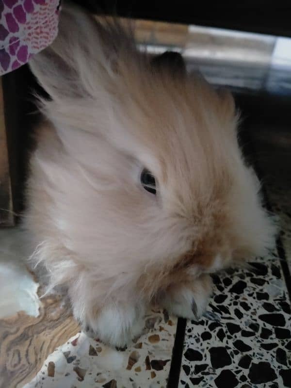 Lionhead Rabbit (Fancy Bunny) 1