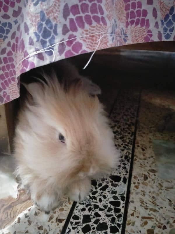 Lionhead Rabbit (Fancy Bunny) 2