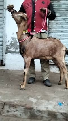 bakra