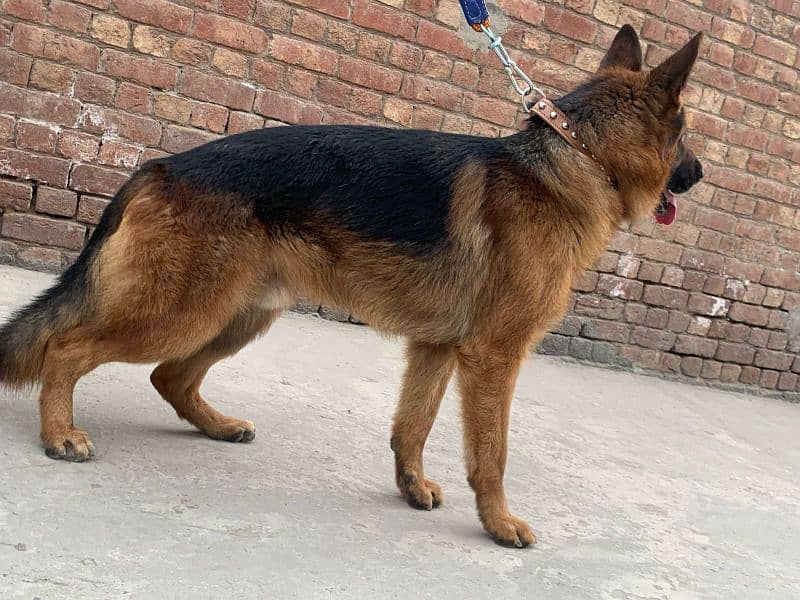 German shepherd for sale 1