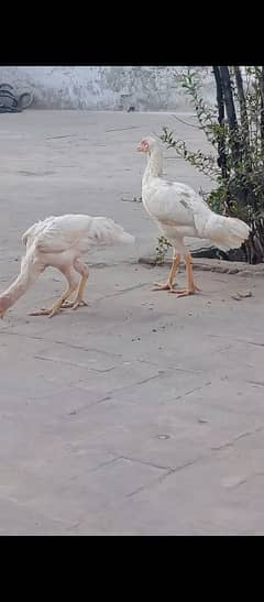 white aseel pair | healthy active