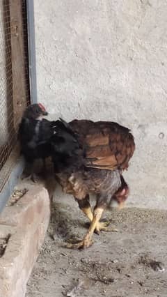 Aseel hen with one chicks