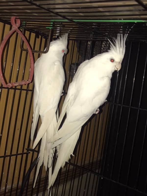 coktail eno pair ready for breed+  breeder common lutino or hogoromo 0