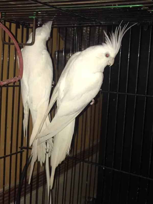 coktail eno pair ready for breed+  breeder common lutino or hogoromo 1