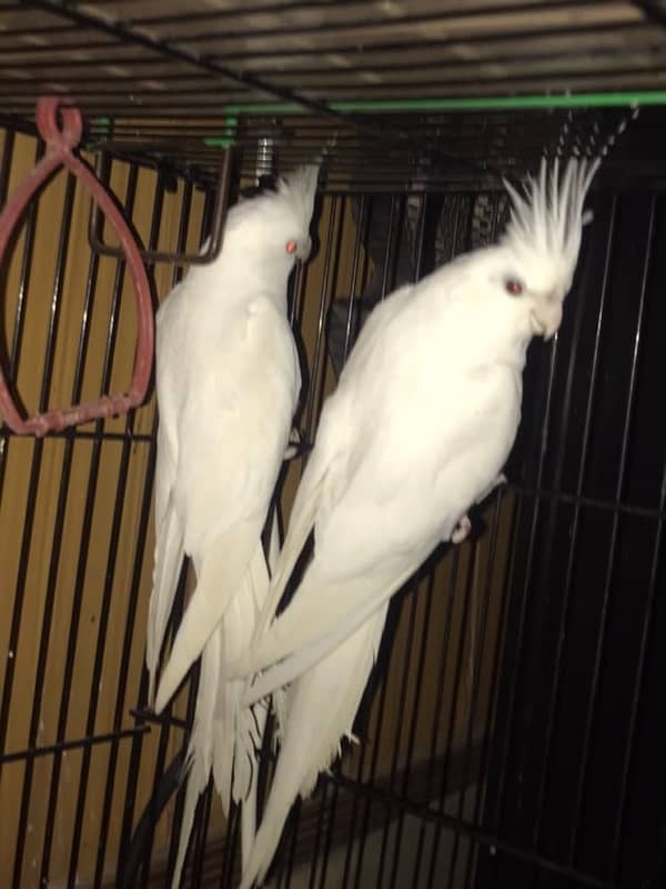 coktail eno pair ready for breed+  breeder common lutino or hogoromo 2