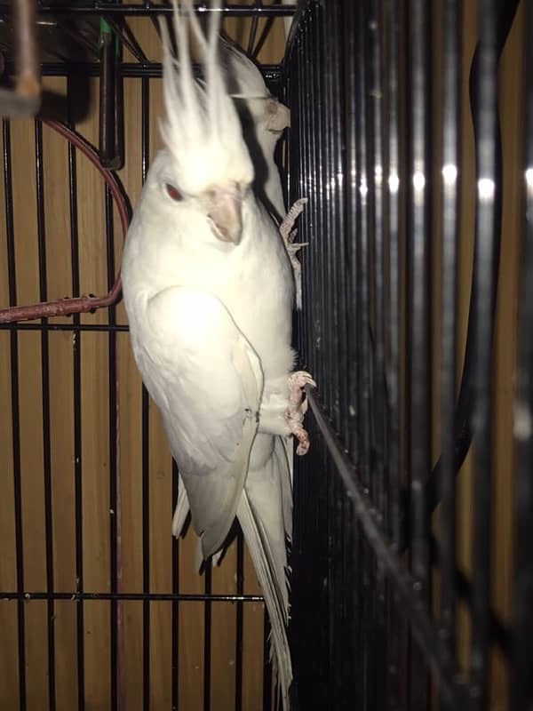 coktail eno pair ready for breed+  breeder common lutino or hogoromo 3