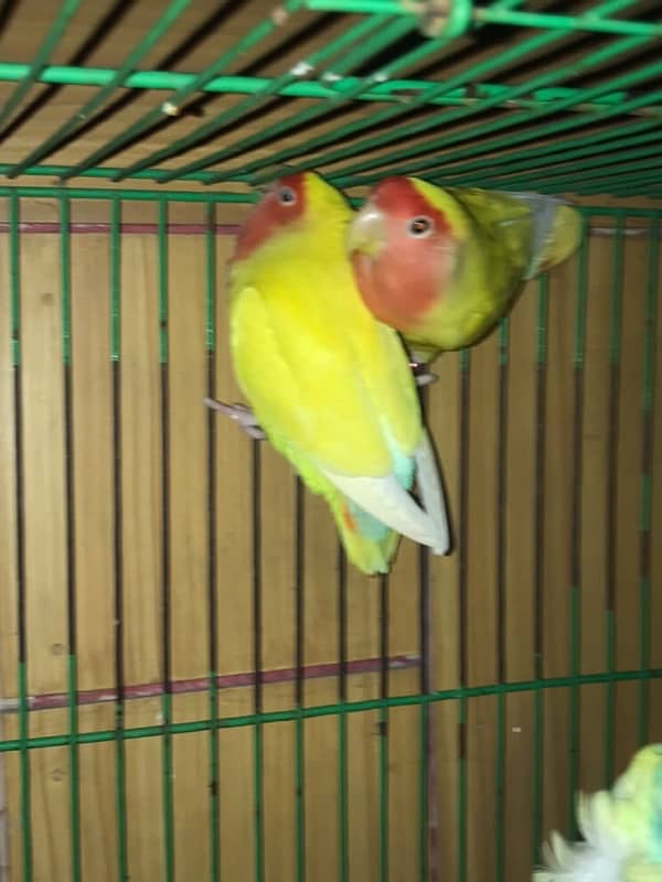 coktail eno pair ready for breed+  breeder common lutino or hogoromo 4