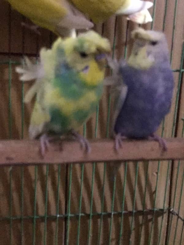 coktail eno pair ready for breed+  breeder common lutino or hogoromo 5