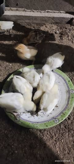 heera chicks available