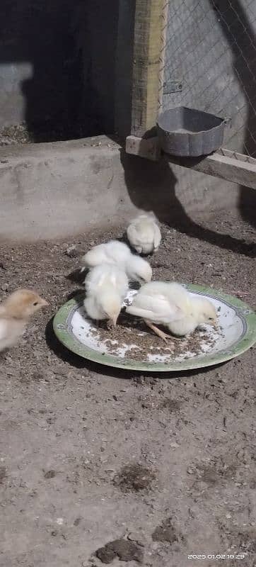 heera chicks available 1