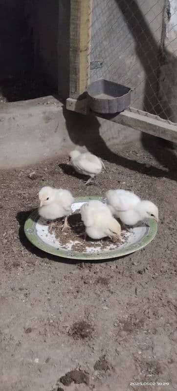 heera chicks available 2