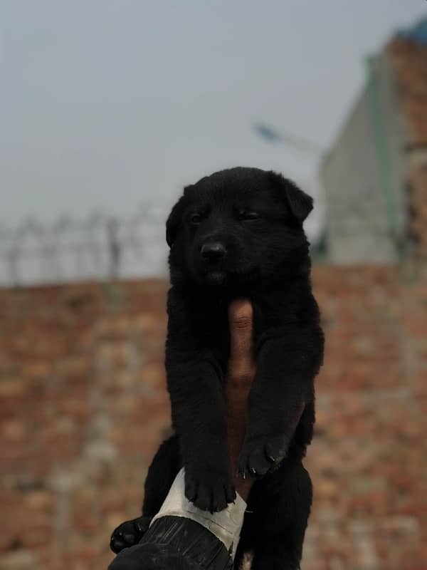 Black German shepherd puppies 0