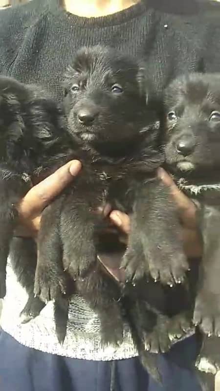 Black German shepherd puppies 2