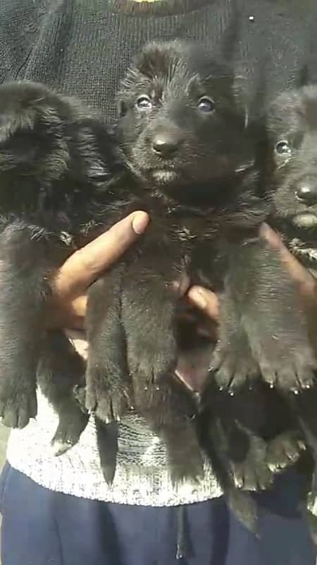 Black German shepherd puppies 3