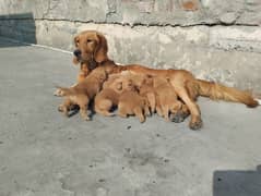 Golden Retriever Breeder Female