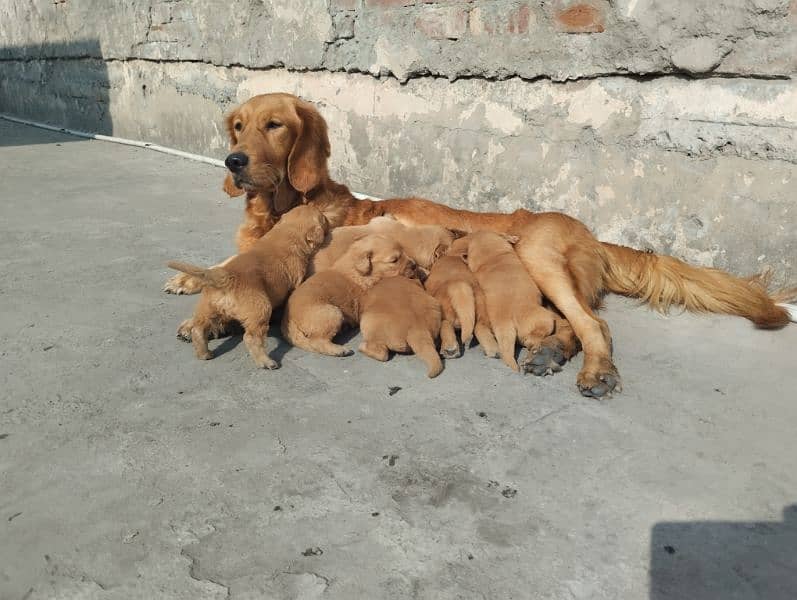 Golden Retriever Breeder Female 0