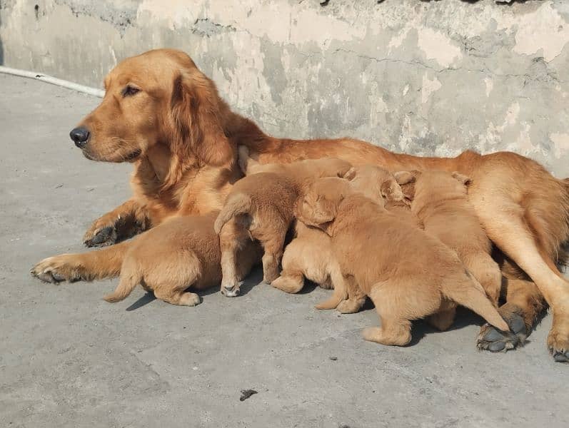 Golden Retriever Breeder Female 1