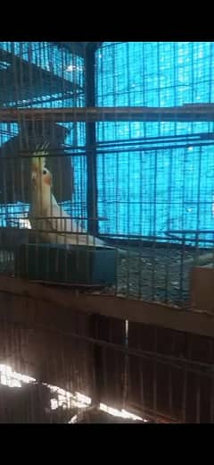 fresh 3 cockatiel birds