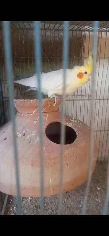 fresh 3 cockatiel birds 2