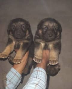 German Shepherd puppies for sale