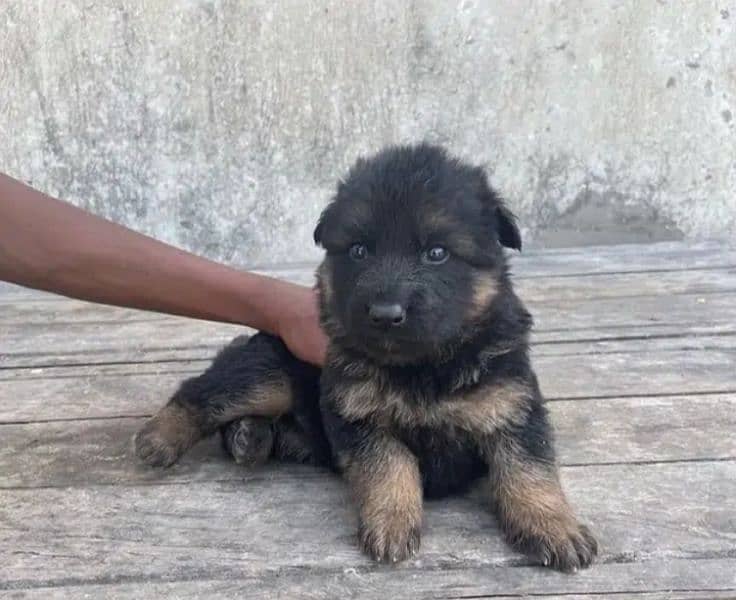 German Shepherd puppies for sale 1