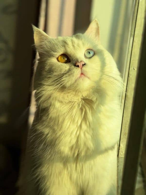 Persian cat available 0