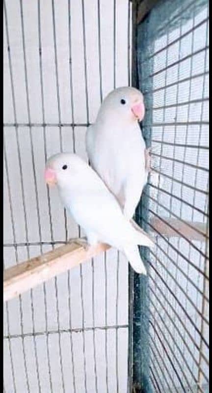 albino Split red eyeS love bird pairS for Sale 1