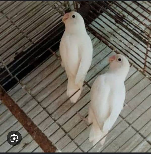 albino Split red eyeS love bird pairS for Sale 2