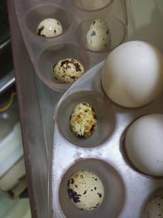 Quail/Batair Eggs For sale