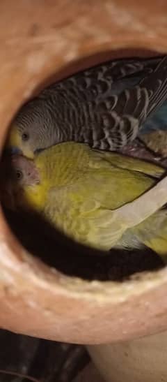 Breeder And Healthy Cocktail Pair with box and budgie pair for sale.