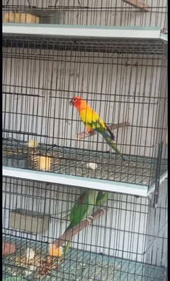 sunconure