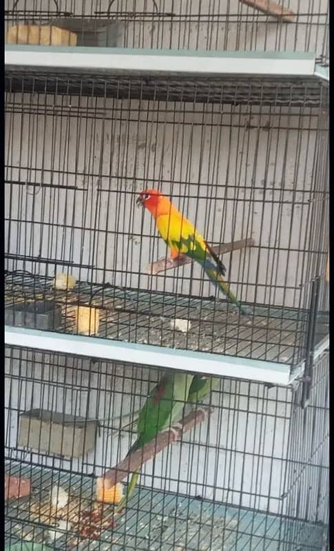 sunconure female 0