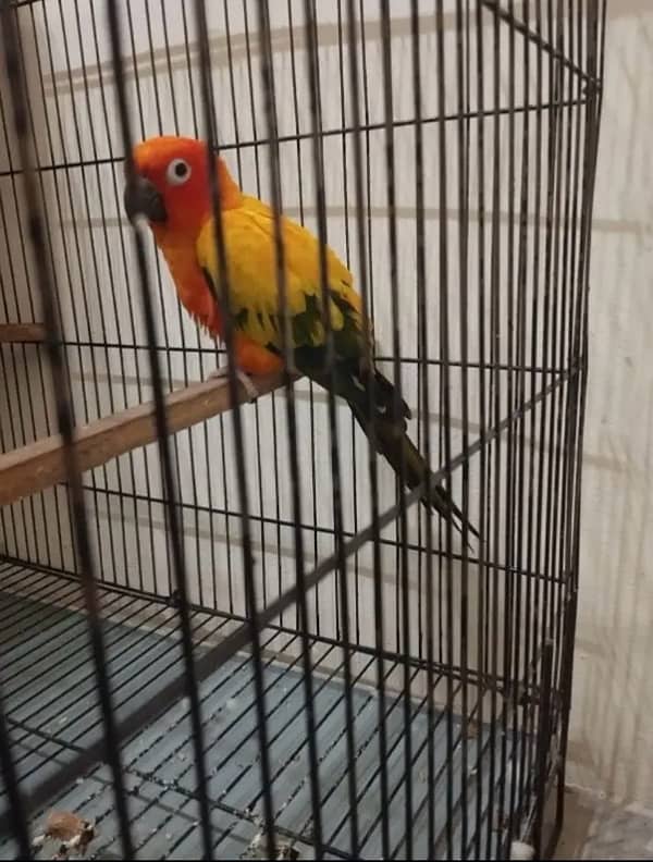 sunconure female 1