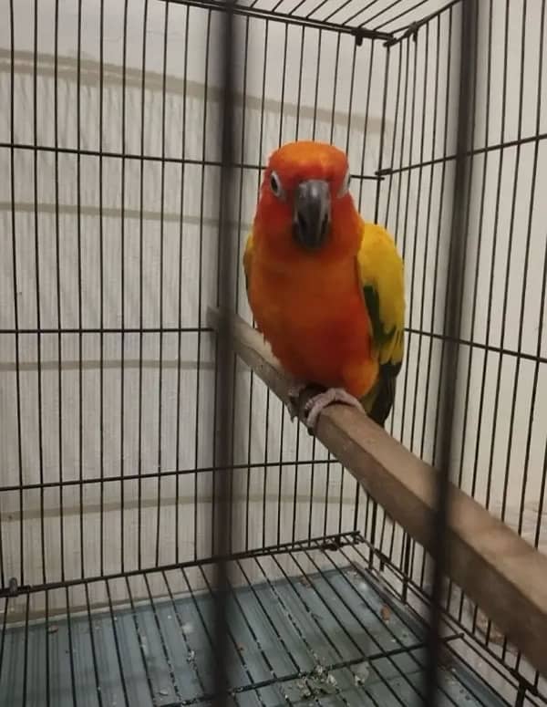 sunconure female 2