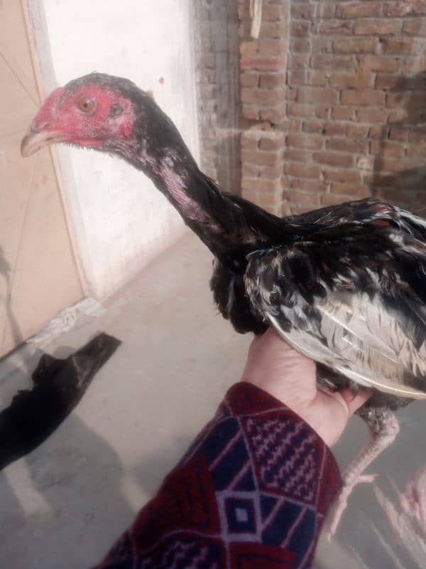 asel patha for sale 5