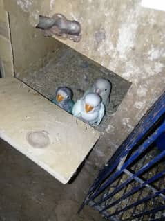 love bird breeder pair with 2 chicks