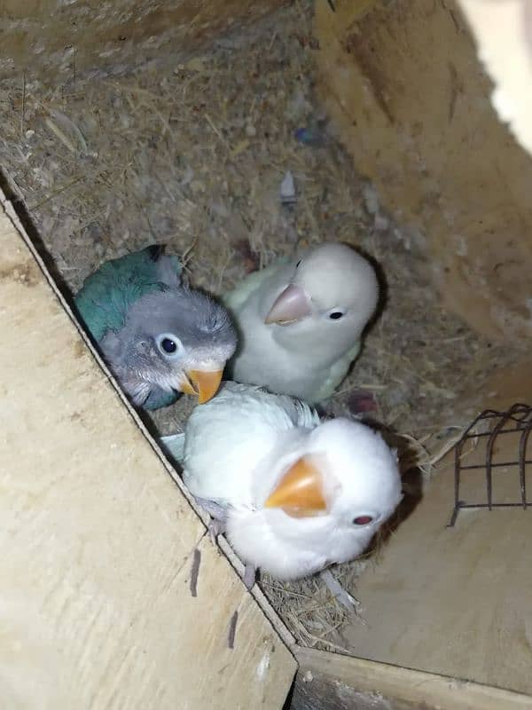 love bird breeder pair with 2 chicks 5